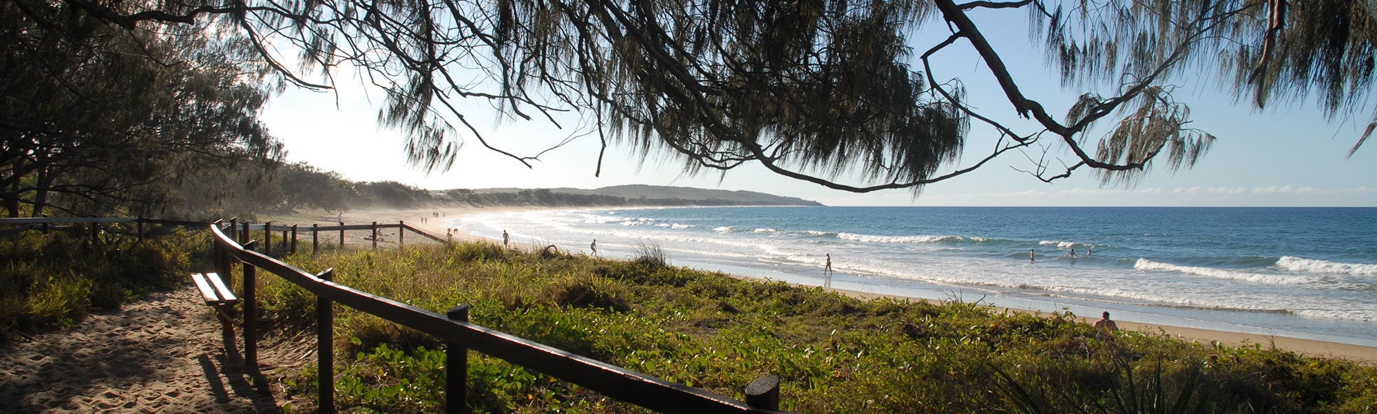 The beach with trees from a walking track in the dune