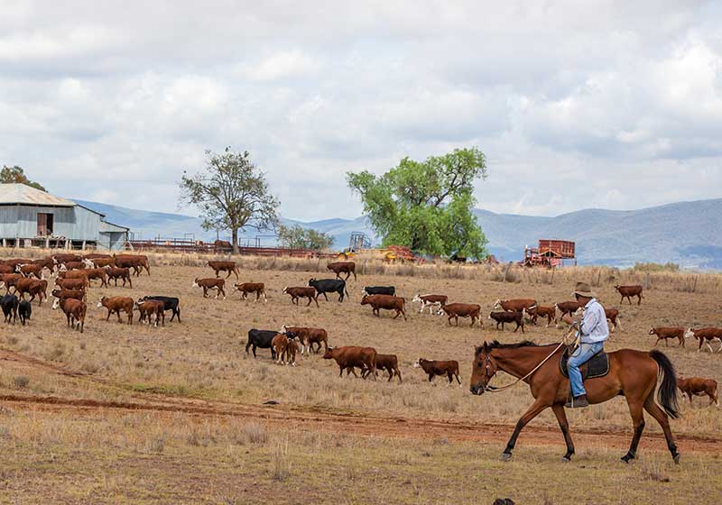 A man riding a horse in a rural area with cows in the background